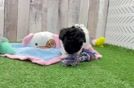 Meet Opel - our Poodle Puppy Video