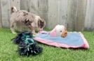 Meet Gemini - our Mini Aussiedoodle Puppy Video