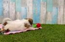 Cute Cavachon Baby