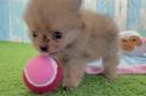 Hypoallergenic Pomeranian Purebred Pup