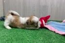 Sweet Teddy Bear Baby