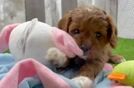 Small Cavapoo Baby