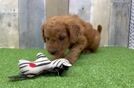 Mini Goldendoodle Pup Being Cute