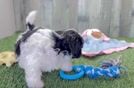 Adorable Shihpoo Poodle Mix Puppy