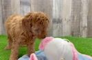 Akc Registered Poodle Purebred Pup