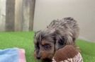 Cavapoo Puppy for Adoption