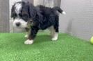 Fluffy Mini Bernedoodle Poodle Mix Pup