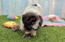 Meet Abraham - our Havapoo Puppy Video