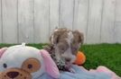 Meet Agnes - our Havapoo Puppy Video
