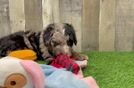 Little Sheeppoo Poodle Mix Puppy