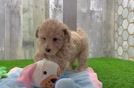 Fluffy Maltipoo Poodle Mix Pup