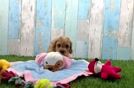 Meet Lee - our Cavapoo Puppy Video