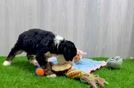 Energetic Bernese Doodle Poodle Mix Puppy