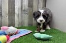 Hypoallergenic Mini Bernadoodle Poodle Mix Puppy