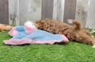 Cavapoo Puppy for Adoption