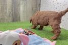 Best Mini Goldendoodle Baby