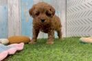 Meet Becca - our Cavapoo Puppy Video