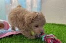 Maltipoo Pup Being Cute