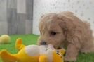 Maltipoo Pup Being Cute