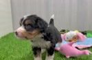 Adorable Mini Bernadoodle Poodle Mix Puppy