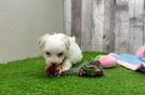 Meet Elodie - our Havanese Puppy Video