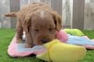 Petite Cavapoo Poodle Mix Pup