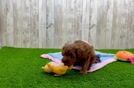 Hypoallergenic Cavadoodle Poodle Mix Puppy