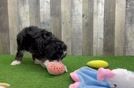 Meet Jedi - our Mini Bernedoodle Puppy Video