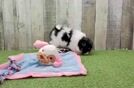 Petite Shih Pom Designer Pup