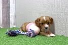 Playful Cavapoodle Poodle Mix Puppy