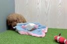 Meet Locke - our Mini Goldendoodle Puppy Video