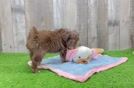 Smart Mini Aussiedoodle Poodle Mix Pup