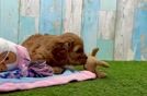 Little Cavipoo Poodle Mix Puppy