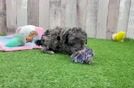 Meet Oliver - our Poodle Puppy Video