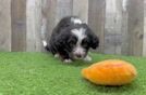 Small Mini Bernedoodle Baby