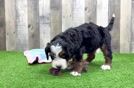 Mini Bernedoodle Puppy for Adoption