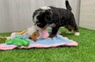 Petite Mini Bernedoodle Poodle Mix Pup