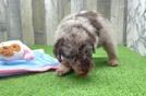 Happy Mini Labradoodle Baby