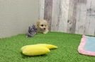 Maltipoo Puppy for Adoption