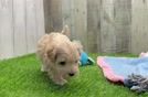Petite Maltipoo Poodle Mix Pup