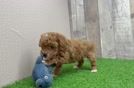 Poodle Puppy for Adoption