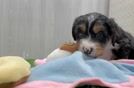 Little Mini Bernesepoo Poodle Mix Puppy