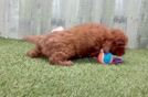 Meet Epic - our Cavapoo Puppy Video