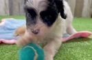 Adorable Cavalier King Charles Spaniel and Poodle Mix Poodle Mix Puppy