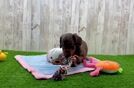 Dachshund Puppy for Adoption