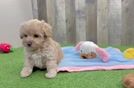 Popular Maltipoo Poodle Mix Pup