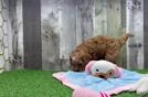Popular Cavapoo Poodle Mix Pup