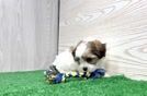 Teddy Bear Puppy for Adoption