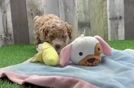 Poodle Puppy for Adoption