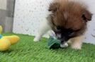 Pomeranian Pup Being Cute